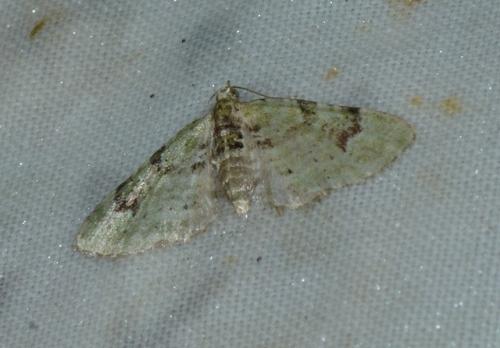 Réf. 193 869 : Chloroclystis v-ata